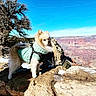 dog, pomeranian, sweater, rock, canyon, landscape, outdoor, nature, sky, tree, leash, sunlight, winter, snow, animal, pet, fur, scenic, blue_sky, hiking