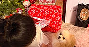 Yori is registered to the contest to win money with this photo: carpet, christmas_tree, cute, decor, dog, festive, gift_wrapping, holiday, holiday_decorations, indoor, living_room, ornaments, person, pet_clothing, pine_cones, pomeranian, red_and_black_sweater, stuffed_toys, unwrapping, wrapped_presents