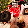 dog, pomeranian, pet_clothing, christmas_tree, gift_wrapping, holiday_decorations, wrapped_presents, carpet, person, unwrapping, red_and_black_sweater, ornaments, pine_cones, stuffed_toys, living_room, festive, holiday, decor, indoor, cute