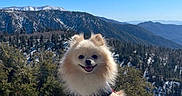 Yori joined the competition — help win amazing prizes! dog, pomeranian, outdoor, mountain, snow, nature, sky, tree, happy, pet, leash, wood, sunlight, animal, canine, fur, smile, hiking, scenery, landscape