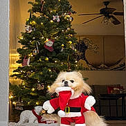 Yori is registered to the contest to win money with this photo: dog, christmas_tree, holiday, santa_costume, decorations, lights, indoor, floor, tile, festive, polar_bear_decoration, person_peeking, living_room, furniture, ceiling_fan, wall_art, red, white, green, cute