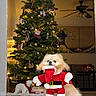dog, christmas_tree, holiday, santa_costume, decorations, lights, indoor, floor, tile, festive, polar_bear_decoration, person_peeking, living_room, furniture, ceiling_fan, wall_art, red, white, green, cute