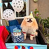 dog, pomeranian, birthday, party_hat, balloons, cake, box, chair, banner, outdoor, celebration, pet, festive, paw_print, smiling, fur, happy, decorations, plant, tablecloth