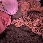 Sally participe au concours pour gagner de l'argent avec cette photo : cat, tabby_cat, cat_face, person, human_face, glasses, pillow, blanket, bed, fur, whiskers, paw, closeup, indoor, lying_down, cozy, pink_light, gaze, snuggling, pet