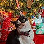 Todd is registered to the contest to win money with this photo: black_and_white_cat, candy_cane, cat, christmas_gift, christmas_lights, christmas_ornaments, christmas_tree, cute_cat, decorated_tree, festive_bow_tie, gingerbread_ornament, heart_ornament, holiday_decorations, holiday_elf, holiday_scene, holiday_spirit, indoor, pet, red_bow, wrapped_presents