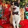 animal, black_and_white, bow_tie, carpet, cat, celebration, christmas_lights, christmas_tree, cute, festive, holiday, holiday_decorations, indoor, ornaments, pet, presents, red_tree_skirt, sitting, tongue, whiskers