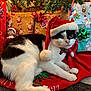 animal, black_and_white, bow_tie, candy_cane, carpet, cat, christmas, christmas_hat, christmas_tree, cute, festive, gift_wrap, holiday, holiday_decorations, indoor, pet, presents, red_bow, relaxing, santa_hat