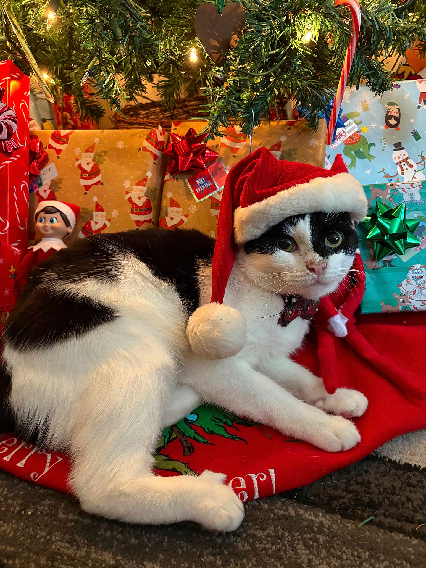 Todd is registered to the contest to win money with this photo: animal, black_and_white, bow_tie, candy_cane, carpet, cat, christmas, christmas_hat, christmas_tree, cute, festive, gift_wrap, holiday, holiday_decorations, indoor, pet, presents, red_bow, relaxing, santa_hat