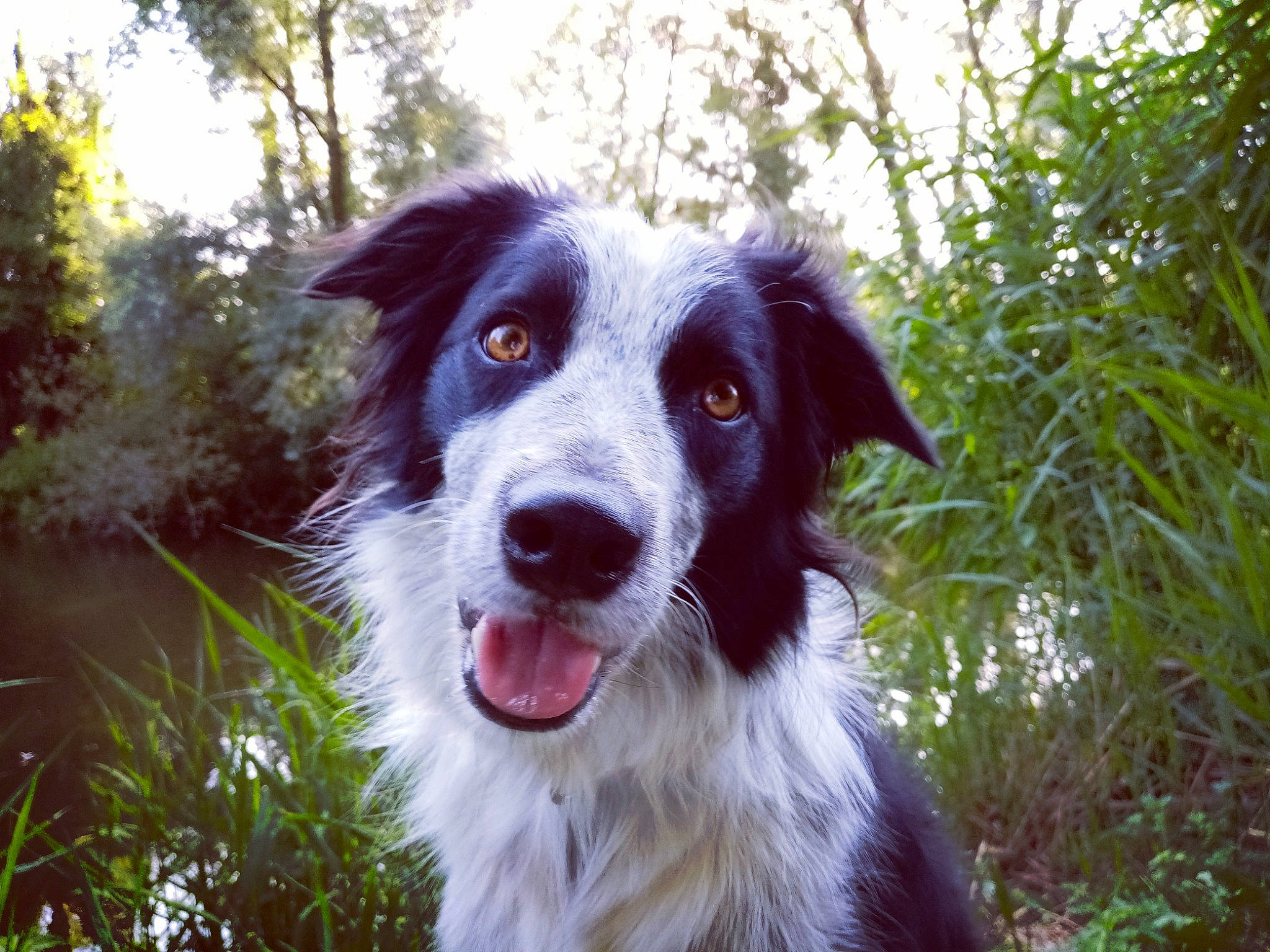 Cassy participe au concours pour gagner de l'argent avec cette photo : australian_collie, border_collie, canidae, carnivore, companion_dog, dog, dog_breed, english_shepherd, grass, herding_dog, mammal, nose, plant, rare_breed_dog, snout, sporting_group, stabyhoun, vertebrate, welsh_sheepdog, working_dog