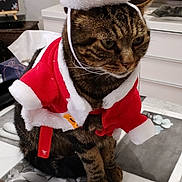 Tonner a rejoint le concours — aidez-le/la à gagner de superbes lots ! animal, black, brown, cat, christmas, costume, cute, domestic_animal, ears, furniture, holiday, indoor, mammal, pet, santa_costume, santa_hat, striped, tabby_cat, table, whiskers
