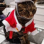 animal, black, brown, cat, christmas, costume, cute, domestic_animal, ears, furniture, holiday, indoor, mammal, pet, santa_costume, santa_hat, striped, tabby_cat, table, whiskers