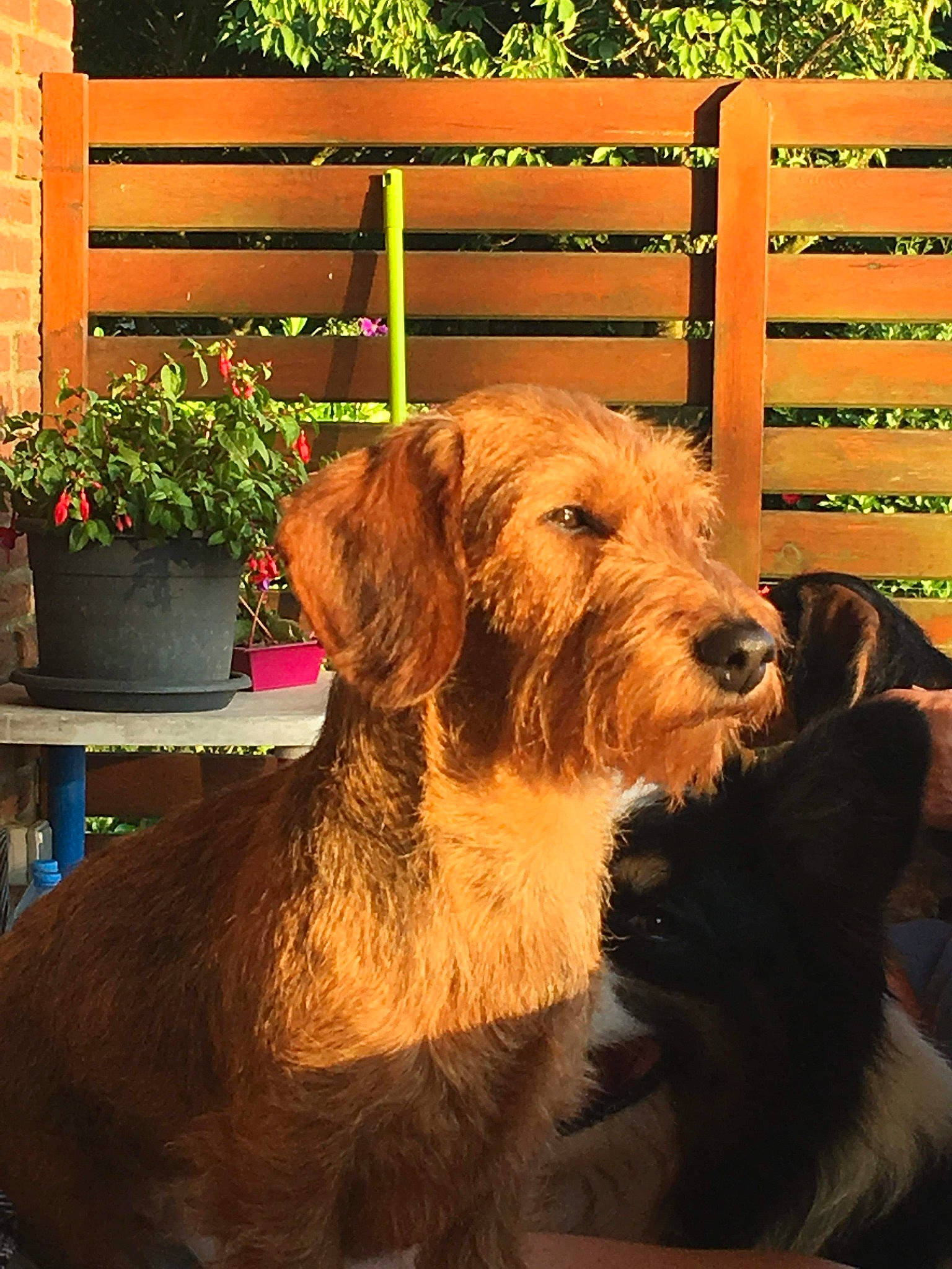 Lexie participe au concours pour gagner de l'argent avec cette photo : backyard, canidae, carnivore, companion_dog, dog, dog_breed, fawn, fence, flowerpot, fur, home_fencing, houseplant, liver, snout, split_rail_fence, sporting_group, vertebrate, wood, working_animal, yard