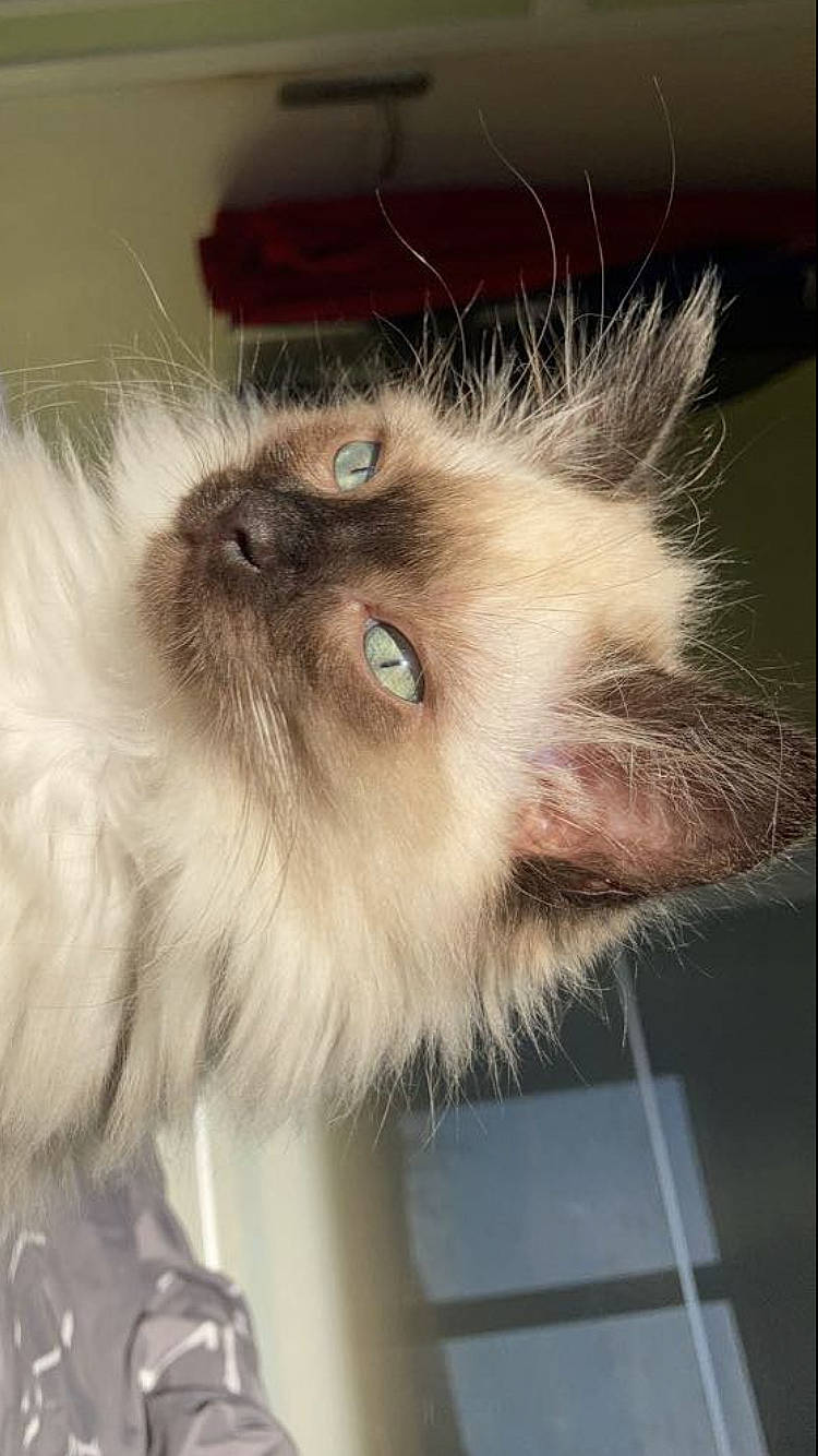 Mysti participe au concours pour gagner de l'argent avec cette photo : birman, carnivore, cat, eye, fawn, felidae, fur, hair, persian, ragdoll, siamese, small_to_medium_sized_cats, snout, terrestrial_animal, whiskers