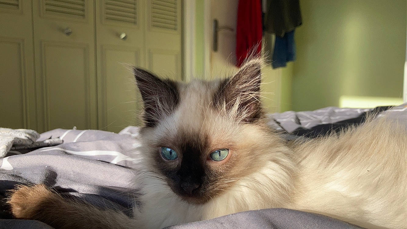 Mysti a rejoint le concours — aidez-le/la à gagner de superbes lots ! balinese, birman, cabinetry, carnivore, cat, comfort, door, eye, eyelash, fawn, felidae, fur, iris, paw, siamese, small_to_medium_sized_cats, snout, tail, thai, whiskers