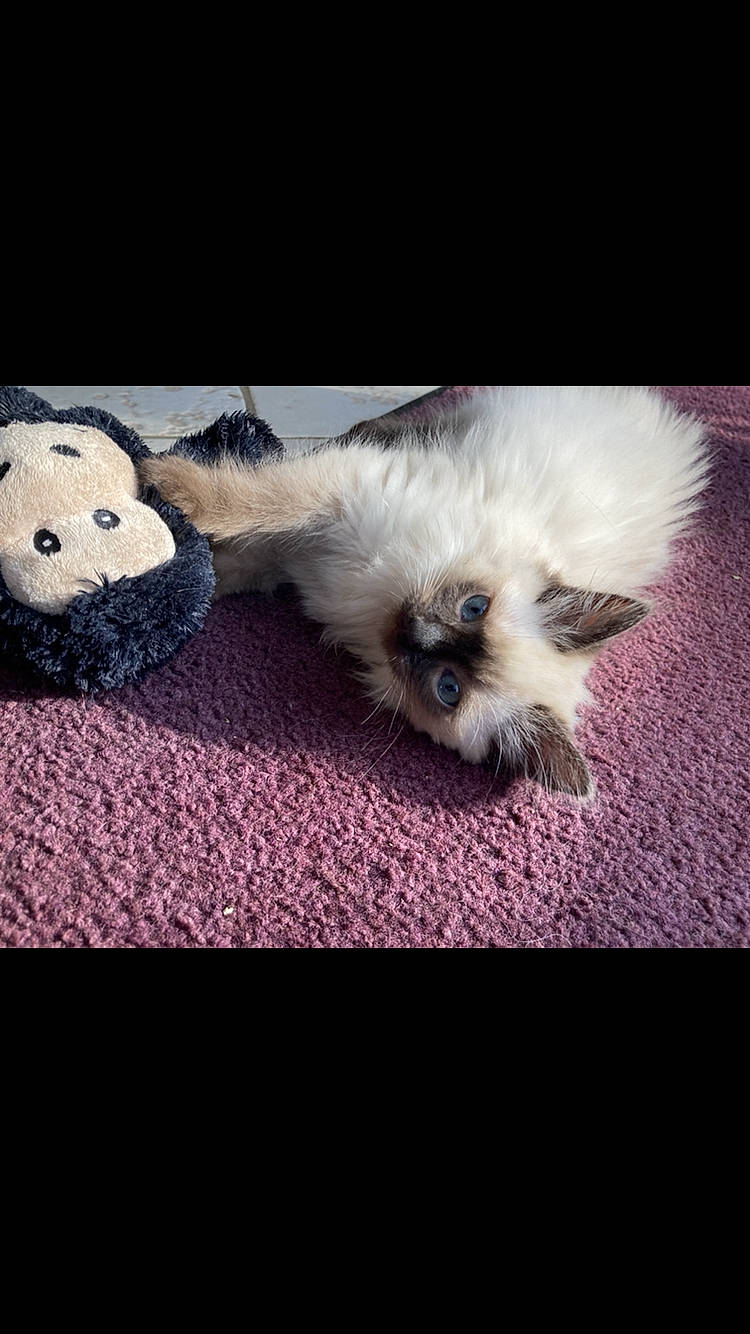 Mysti a rejoint le concours — aidez-le/la à gagner de superbes lots ! canidae, carnivore, cloud, companion_dog, dog, dog_breed, fawn, font, fur, mammal, paw, shih_tzu, sky, snout, sporting_group, toy, toy_dog, vertebrate, whiskers, working_animal