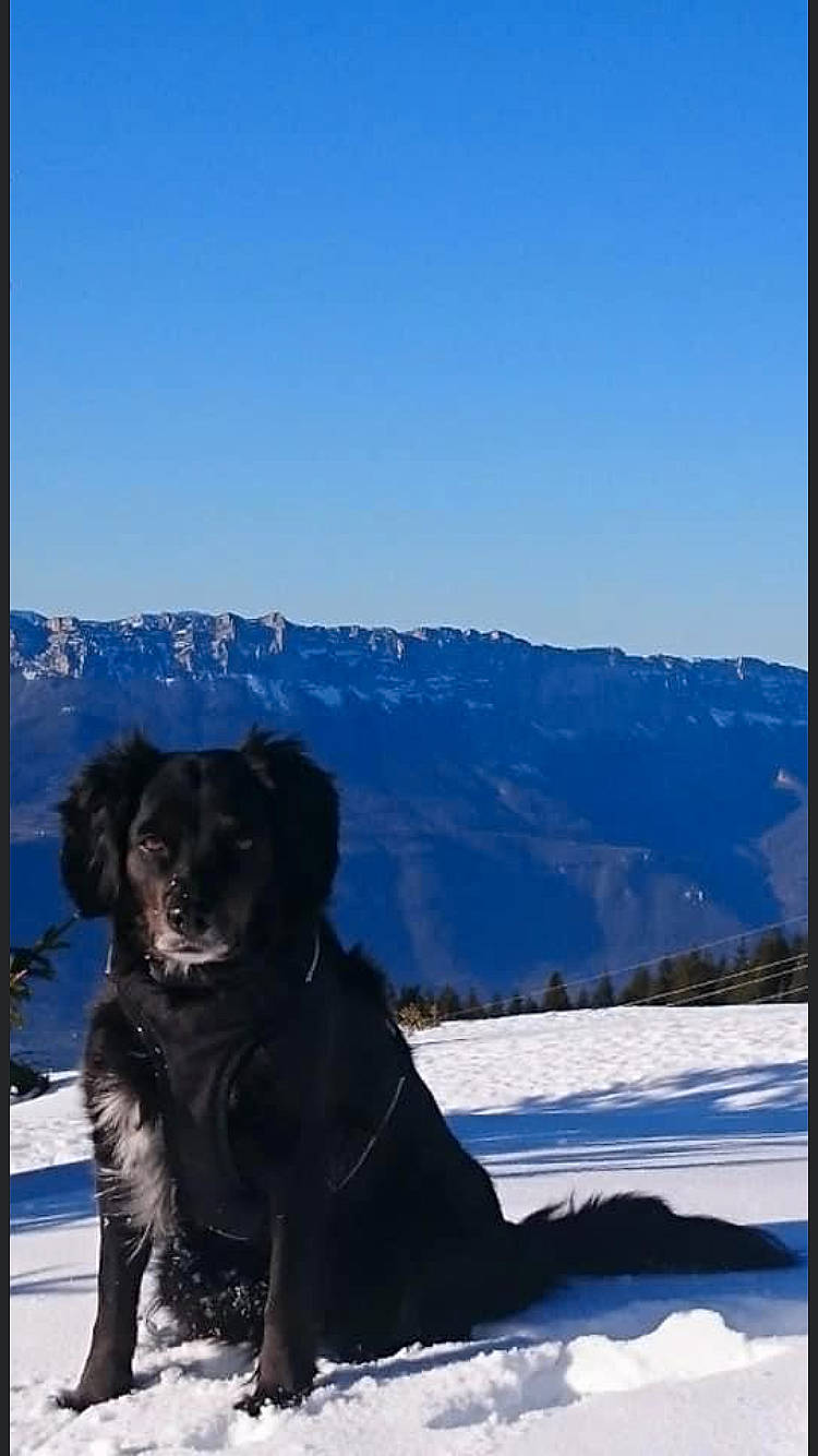 Naya participe au concours pour gagner de l'argent avec cette photo : blue, canidae, carnivore, companion_dog, dog, dog_breed, dog_collar, electric_blue, freezing, gun_dog, mountain, recreation, retriever, sky, slope, snout, snow, sporting_group, winter, working_animal