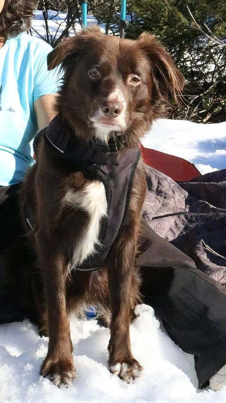 Naya a rejoint le concours — aidez-le/la à gagner de superbes lots ! adventure, canidae, carnivore, collar, companion_dog, dog, dog_breed, dog_collar, fur, hunting_dog, leash, liver, snout, snow, sporting_group, t_shirt, tail, walking, working_animal, working_dog