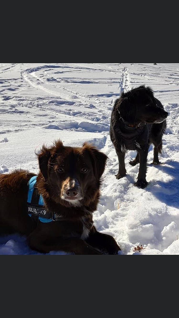 Naya participe au concours pour gagner de l'argent avec cette photo : canidae, carnivore, companion_dog, dog, dog_breed, freezing, fur, guard_dog, hunting_dog, mammal, pack_animal, recreation, retriever, snow, sporting_group, terrestrial_animal, vertebrate, winter, working_animal, working_dog