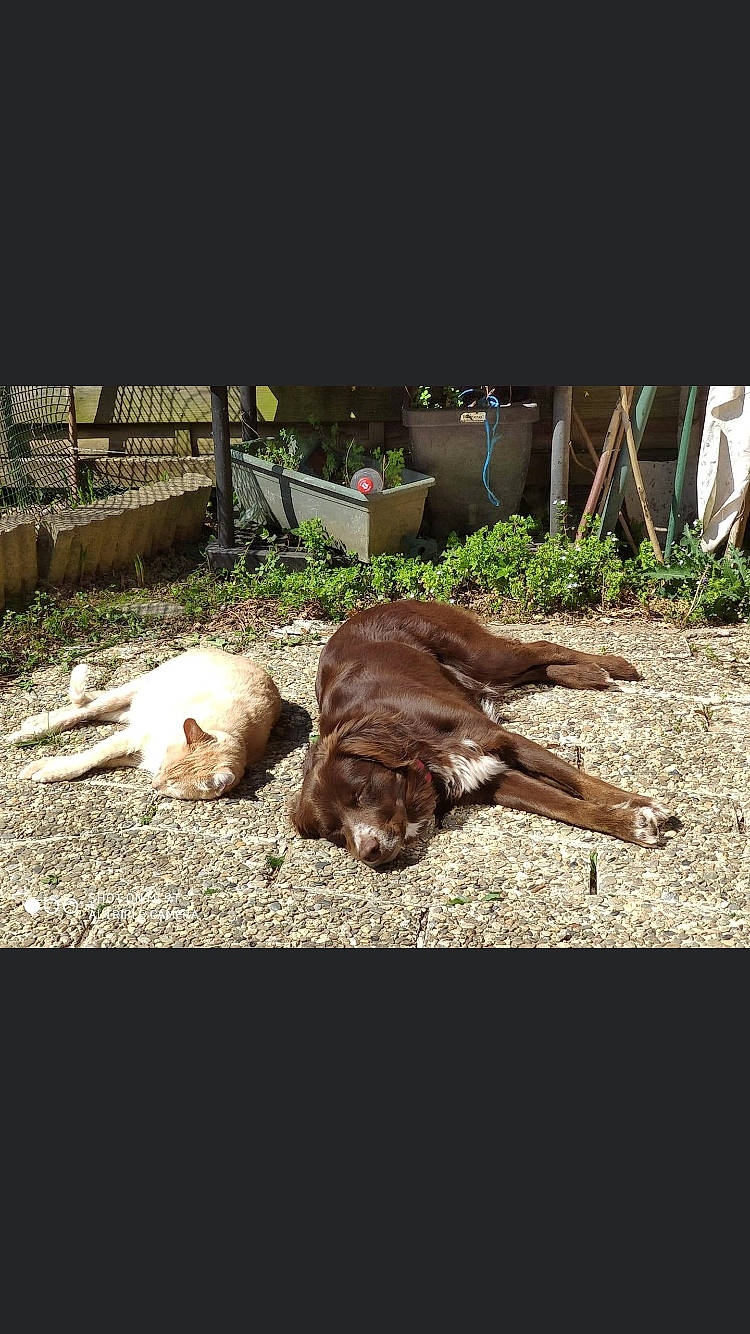 Naya participe au concours pour gagner de l'argent avec cette photo : carnivore, chair, companion_dog, dog, dog_breed, fawn, felidae, fur, grass, guard_dog, liver, plant, shadow, soil, spaniel, sporting_group, tail, tints_and_shades, wood, working_animal