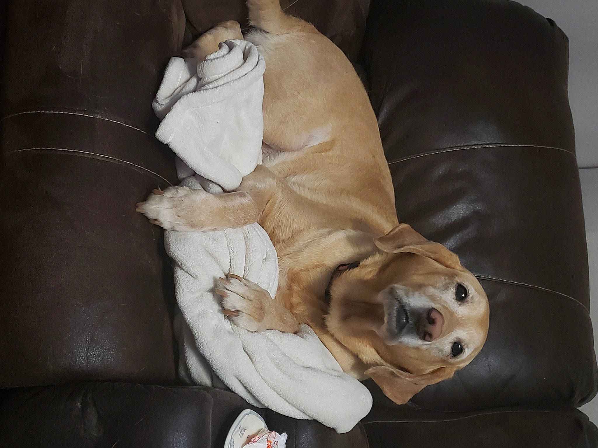 Daisey is registered to the contest to win money with this photo: canidae, carnivore, comfort, companion_dog, couch, dog, dog_breed, dog_supply, fawn, fur, linens, nap, pet_supply, sleep, snout, sporting_group, stuffed_toy, tail, textile, working_animal
