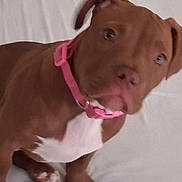 Kanela is registered to the contest to win money with this photo: animal, brown_dog, canine, closeup, companion, curious, cute, dog, domestic_animal, fur, indoor, looking, mammal, pet, pink_collar, portrait, puppy, sitting, white_background, young_dog