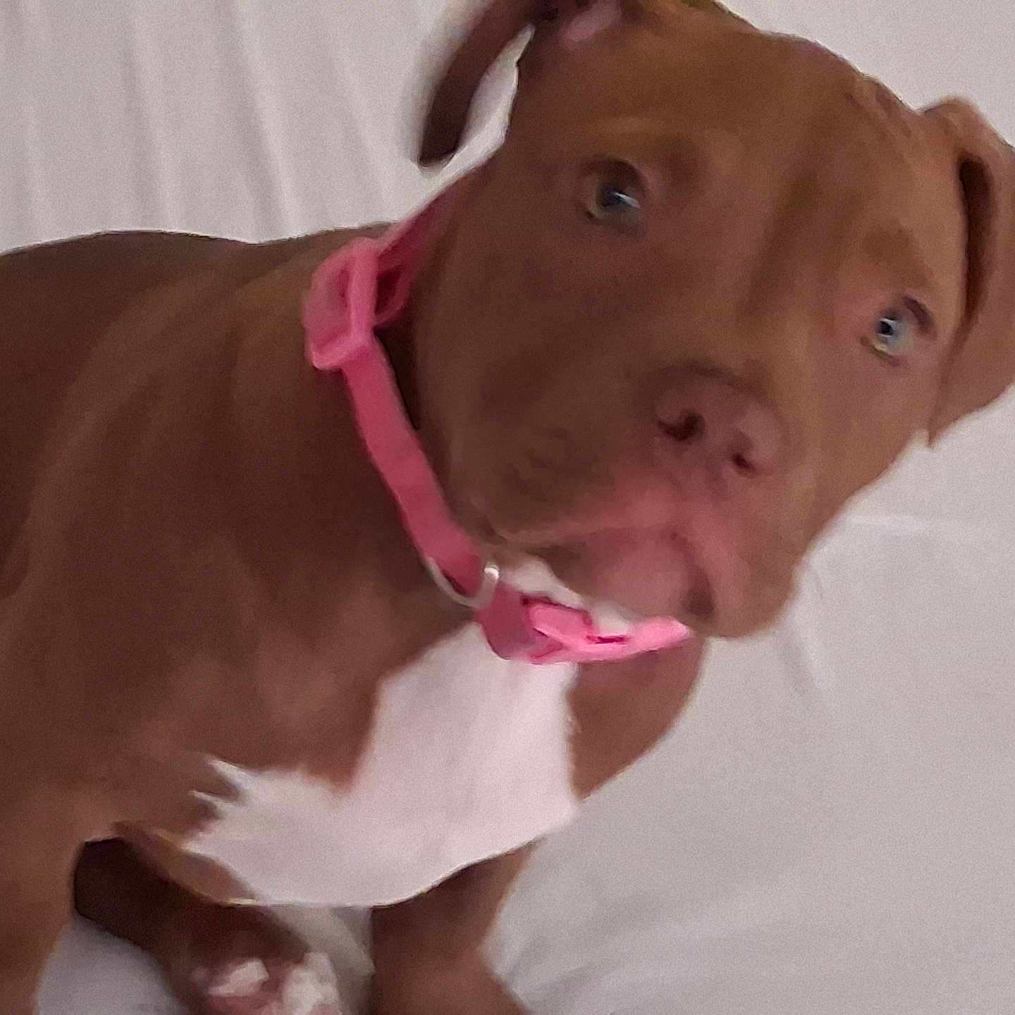 Kanela