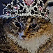 Luna joined the competition — help win amazing prizes! cat, tiara, jewelry, crown, pink_gem, fur, whiskers, close_up, portrait, animal, pet, face, eyes, cute, fluffy, indoor, resting, feline, adorable, headwear