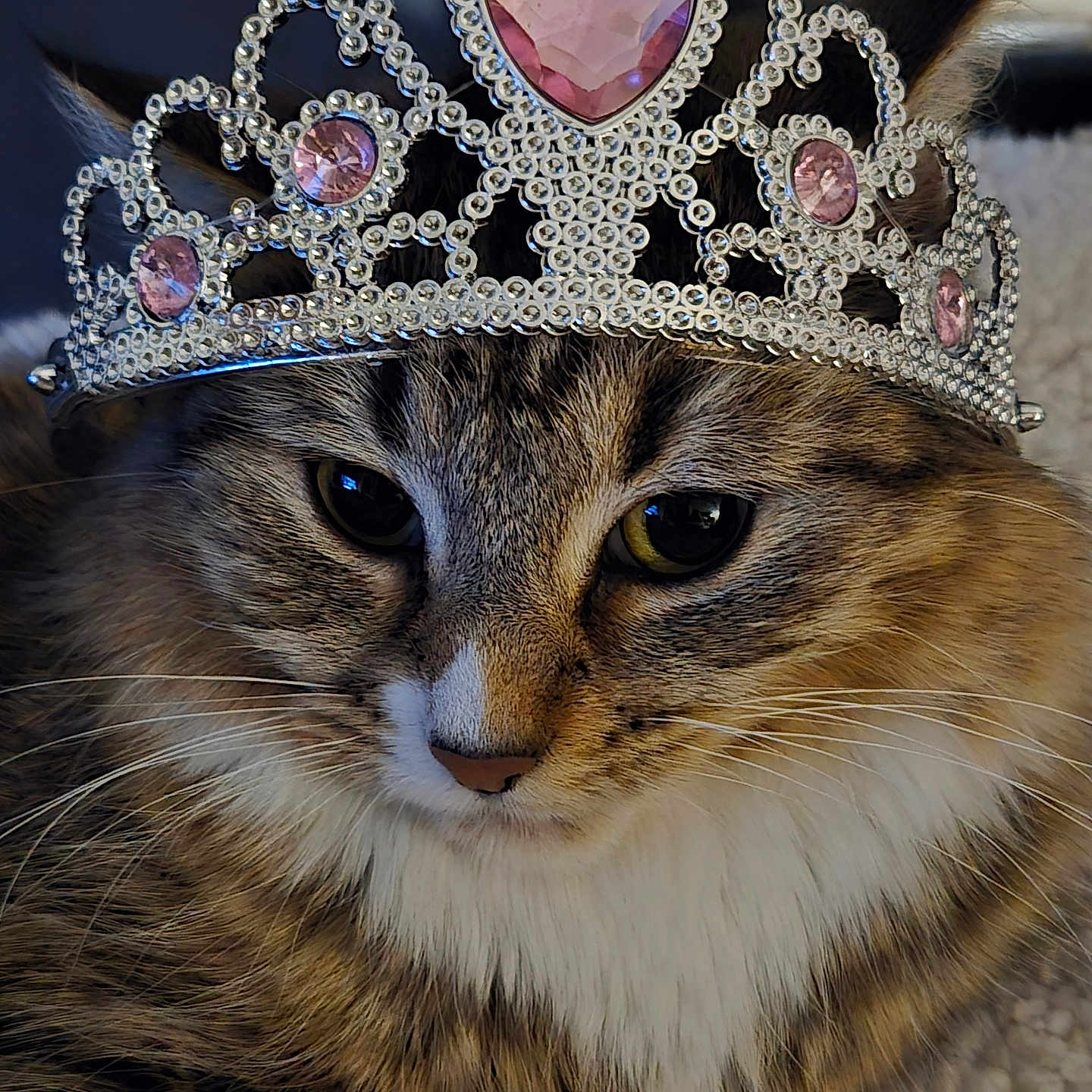 Luna joined the competition — help win amazing prizes! adorable, animal, cat, close_up, crown, cute, eyes, face, feline, fluffy, fur, headwear, indoor, jewelry, pet, pink_gem, portrait, resting, tiara, whiskers