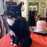 Scarlett is registered to the contest to win money with this photo: cat, tuxedo_cat, black_cat, white_paws, table, tablecloth, dining_room, chair, vintage, decor, cabinet, candle_holder, silver_tray, indoor, pet, animal, curious, sitting, furniture, household