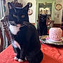 cat, tuxedo_cat, black_cat, white_paws, table, tablecloth, dining_room, chair, vintage, decor, cabinet, candle_holder, silver_tray, indoor, pet, animal, curious, sitting, furniture, household