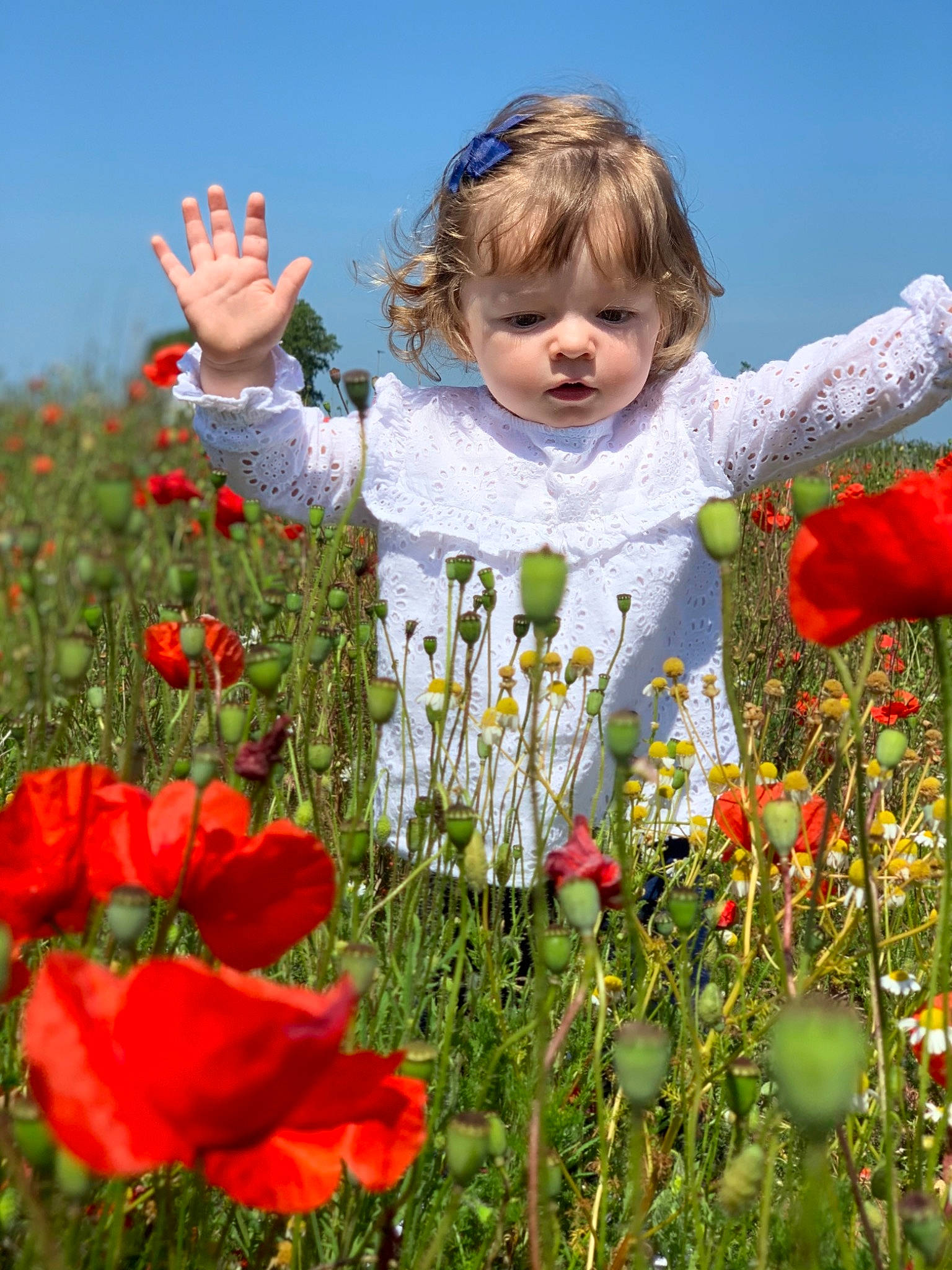 Elsa joined the competition — help win amazing prizes! child, coquelicot, corn_poppy, flower, flowering_plant, happy, meadow, people_in_nature, person, petal, plant, poppy, poppy_family, spring, wildflower