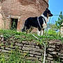 Ulysse participe au concours pour gagner de l'argent avec cette photo : dog, black_and_white, leash, grass, flowers, brick_tower, outdoor, nature, fence, sky, greenery, alert, standing, muzzle, ears, canine, daylight, old_building, stone_wall, plant