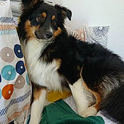 Ulysse participe au concours pour gagner de l'argent avec cette photo : dog, animal, pet, bed, blanket, pillow, fur, black, white, tan, indoor, resting, cozy, comfortable, cute, mammal, domestic, portrait, side_view, relaxed