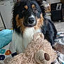 dog, stuffed_animal, bed, blanket, indoor, furniture, decor, plant, photograph, toy, cute, fluffy, pet, cozy, living_room, portrait, animal, soft, home, companion