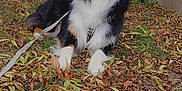 Ulysse participe au concours pour gagner de l'argent avec cette photo : dog, tricolor, autumn_leaves, outdoor, nature, grass, fence, stone_wall, tongue_out, happy, pet, canine, leaves, fur, muzzle, collar, leash, resting, garden, daylight