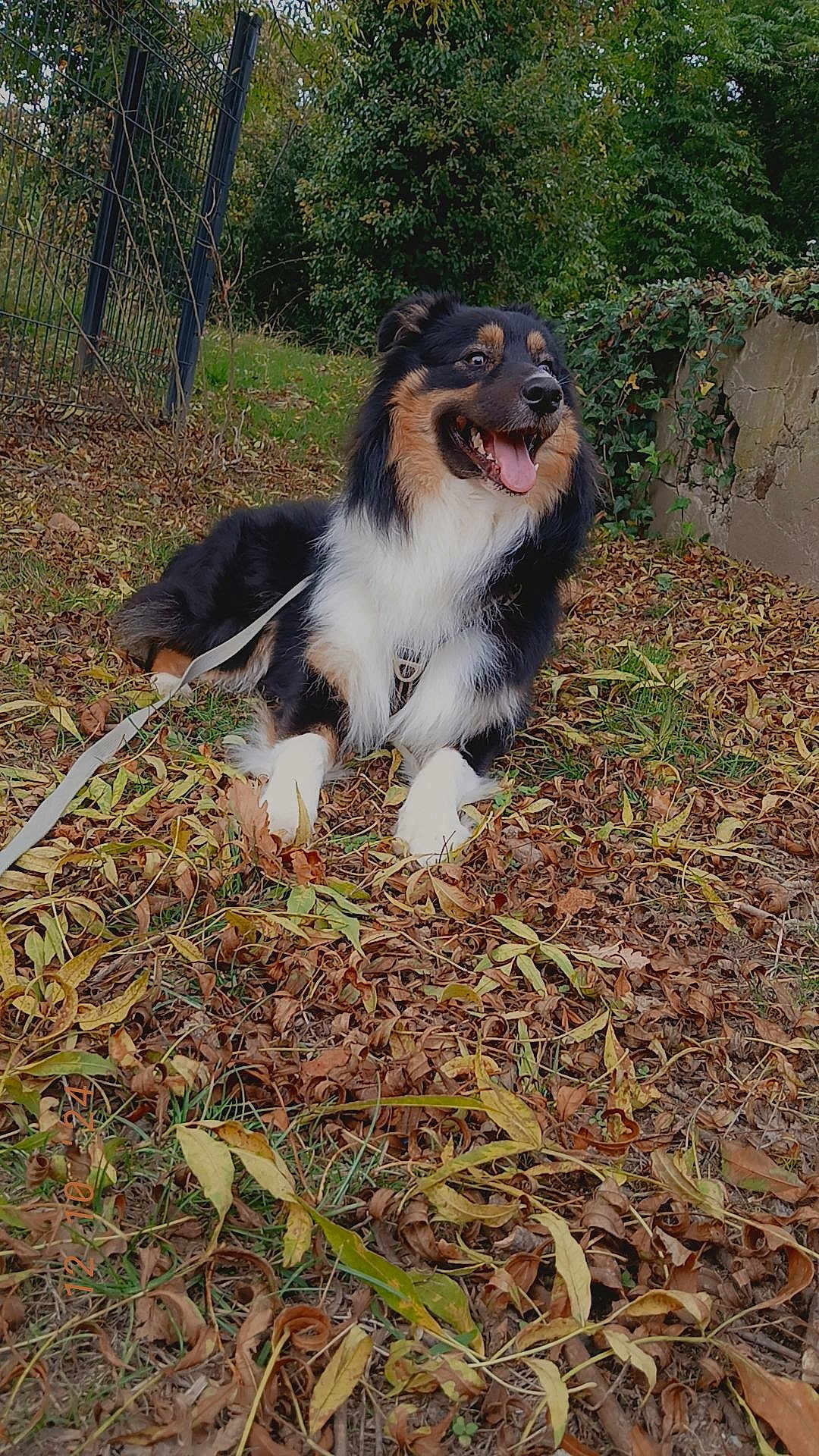 Ulysse participe au concours pour gagner de l'argent avec cette photo : dog, tricolor, autumn_leaves, outdoor, nature, grass, fence, stone_wall, tongue_out, happy, pet, canine, leaves, fur, muzzle, collar, leash, resting, garden, daylight
