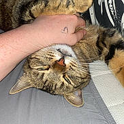 Hadès participe au concours pour gagner de l'argent avec cette photo : cat, tabby, pet, hand, bed, relaxation, paw, human, feline, indoor, cute, animal, domestic, fur, whiskers, sleepy, comfort, closeup, gray_bed_sheet, tattoo