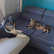 Hadès participe au concours pour gagner de l'argent avec cette photo : animal, black_and_white_dog, cat, couch, cozy, dog, domestic, flowers, furniture, home, indoor, living_room, natural_light, pet, relaxed, resting, roses, sofa, tabby_cat, window