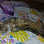 Hadès a rejoint le concours — aidez-le/la à gagner de superbes lots ! animal, bed, blanket, cat, comfort, cozy, cute, domestic_cat, feline, floral_pattern, fur, indoor, laying_down, paw, pet, relaxed, resting, sleeping, striped, tabby