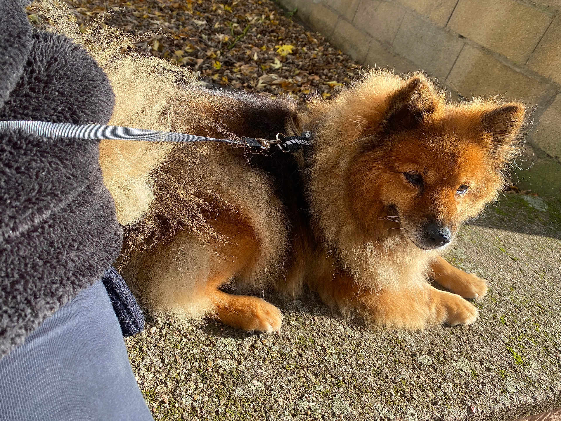 Laska participe au concours pour gagner de l'argent avec cette photo : dog, fluffy, leash, outdoor, sunlight, concrete, person, black_clothing, fur, resting, paw, wall, leaf_litter, calm, pet, animal, daylight, side_view, nature, companion