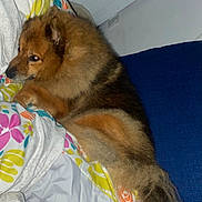 Laska a rejoint le concours — aidez-le/la à gagner de superbes lots ! dog, pet, bed, blanket, fluffy, fur, indoor, resting, cozy, comfort, side_view, brown, animal, domestic, sleeping_area, pillow, household, relaxing, canine, fur_texture