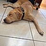 Valko a rejoint le concours — aidez-le/la à gagner de superbes lots ! dog, sleeping, floor, tile, collar, indoor, wooden_shelf, box, cable, shoe, pet, canine, resting, brown_dog, animal, relaxed, home, napping, laying_down, quiet