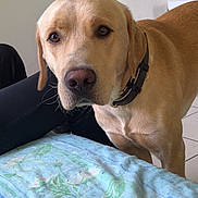 Valko participe au concours pour gagner de l'argent avec cette photo : dog, labrador, pet, indoor, bed, blanket, collar, floor, curious, looking, animal, canine, furniture, human_leg, home, tile_floor, light, wall, radiator, resting