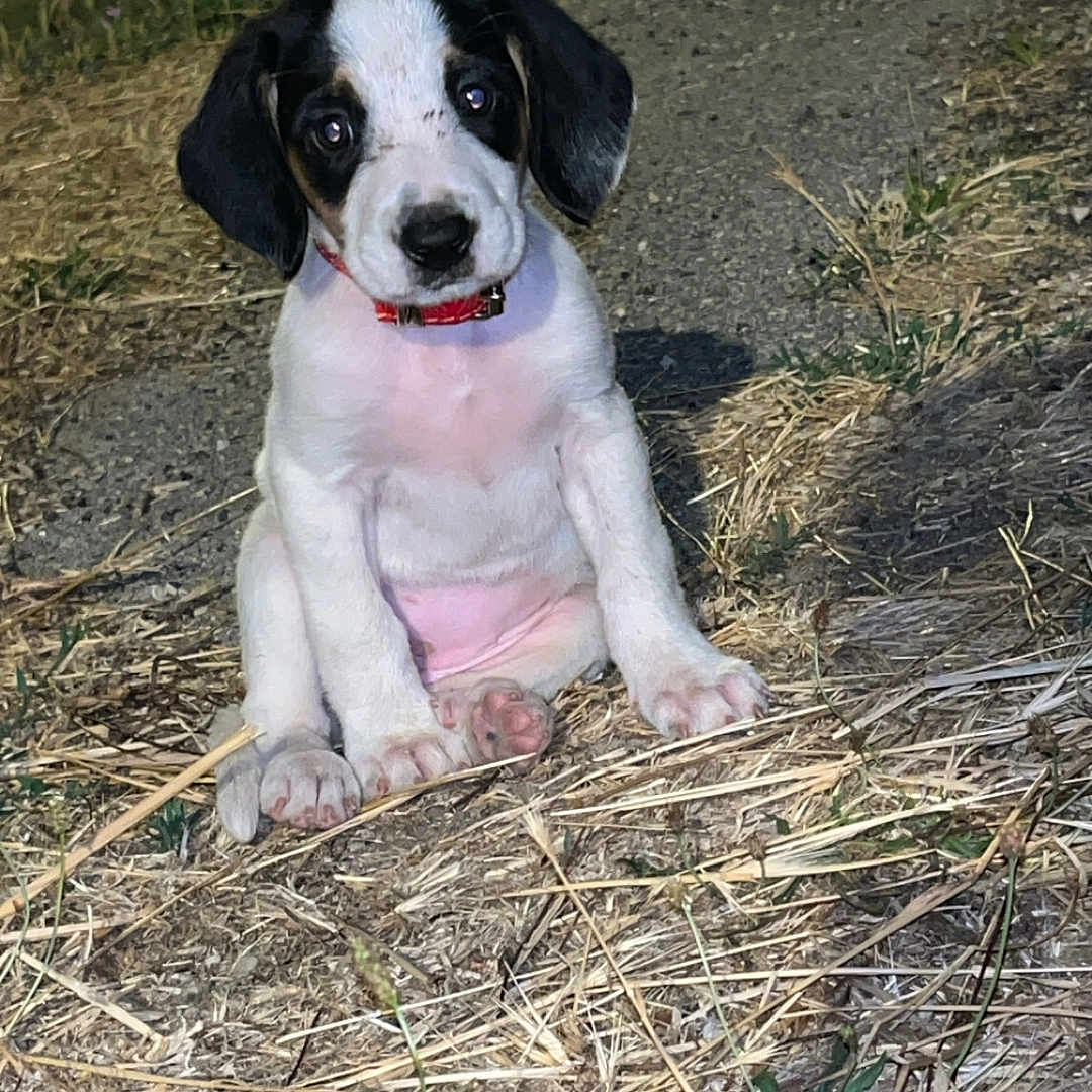Bianca participe au concours pour gagner de l'argent avec cette photo : puppy, dog, animal, pet, sitting, outdoor, grass, collar, cute, young, black_and_white, fur, ears, face, ground, nature, night, small, adorable, looking