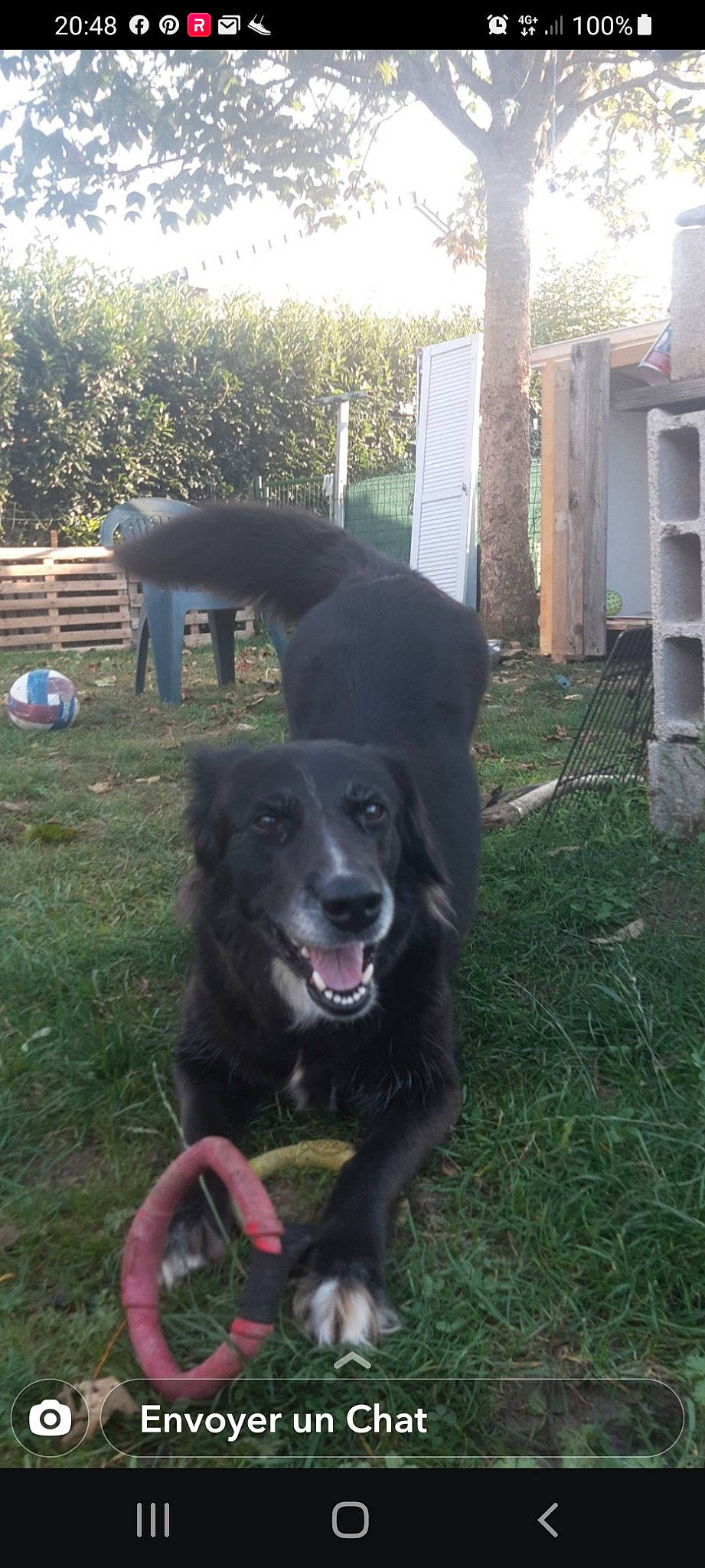 Kimy a rejoint le concours — aidez-le/la à gagner de superbes lots ! borador, canidae, carnivore, companion_dog, dog, dog_breed, grass, home_fencing, mammal, plant, sporting_group, terrestrial_animal, vertebrate, working_animal, working_dog