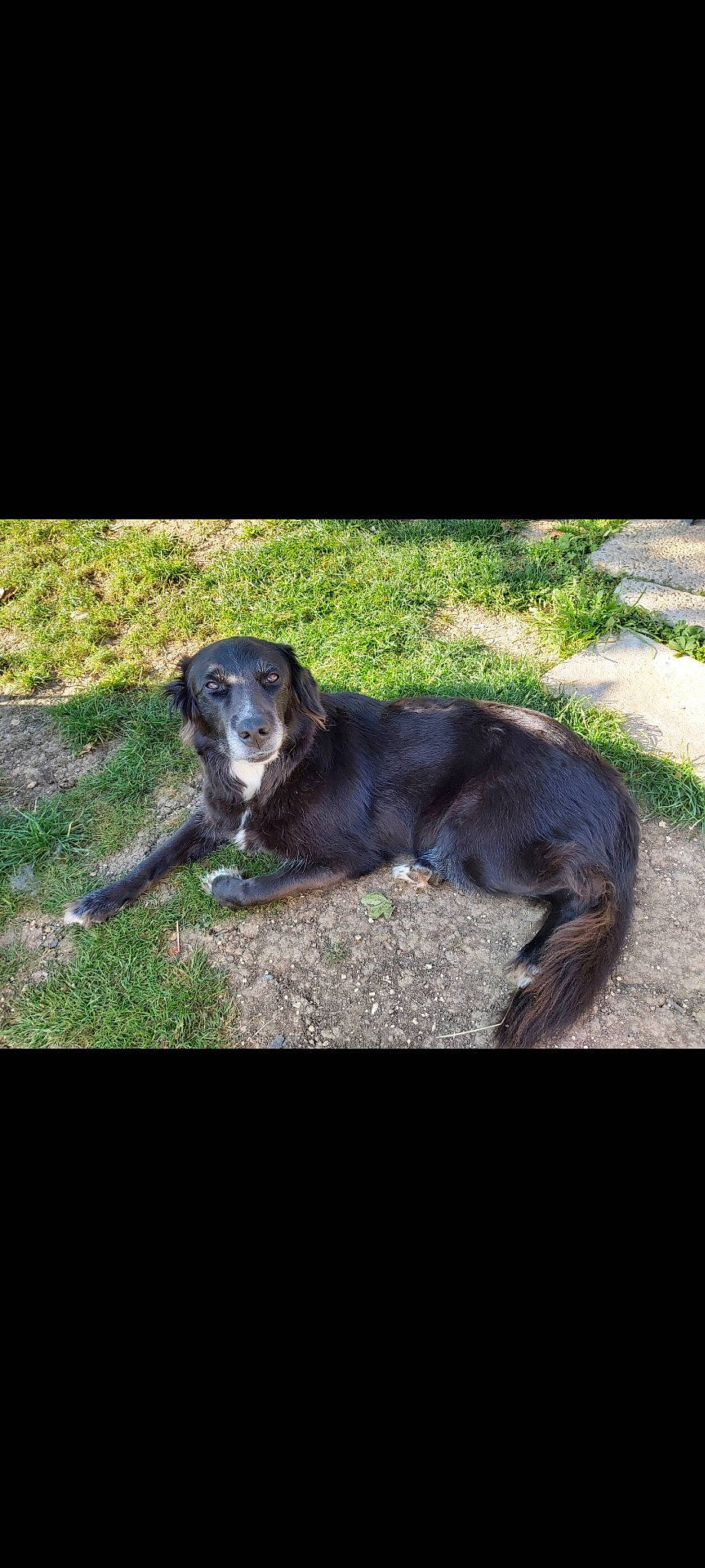 Kimy a rejoint le concours — aidez-le/la à gagner de superbes lots ! borador, canidae, carnivore, companion_dog, dog, dog_breed, grass, gun_dog, hunting_dog, labrador_retriever, plant, snout, soil, sporting_group, tail, terrestrial_animal, working_animal, working_dog