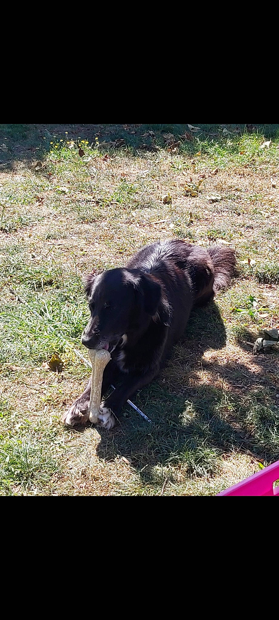 Kimy a rejoint le concours — aidez-le/la à gagner de superbes lots ! borador, carnivore, companion_dog, dog, dog_breed, grass, gun_dog, hunting_dog, plant, shadow, soil, sporting_group, tail, terrestrial_animal, tints_and_shades, working_animal, working_dog