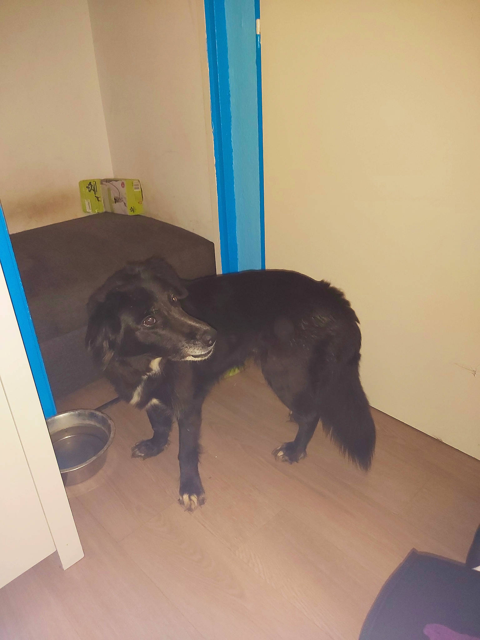 Kimy a rejoint le concours — aidez-le/la à gagner de superbes lots ! blue, borador, canidae, carnivore, chair, companion_dog, dog, dog_breed, floor, flooring, fur, guard_dog, hardwood, liver, room, sporting_group, tail, wood, wood_flooring, working_animal