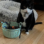 Dot joined the competition — help win amazing prizes! cat, black_and_white, pet_bed, basket, cords, toy, wooden_floor, indoor, decor, statue, animal, feline, curious, collar, flooring, household, domestic, fur, pet, resting