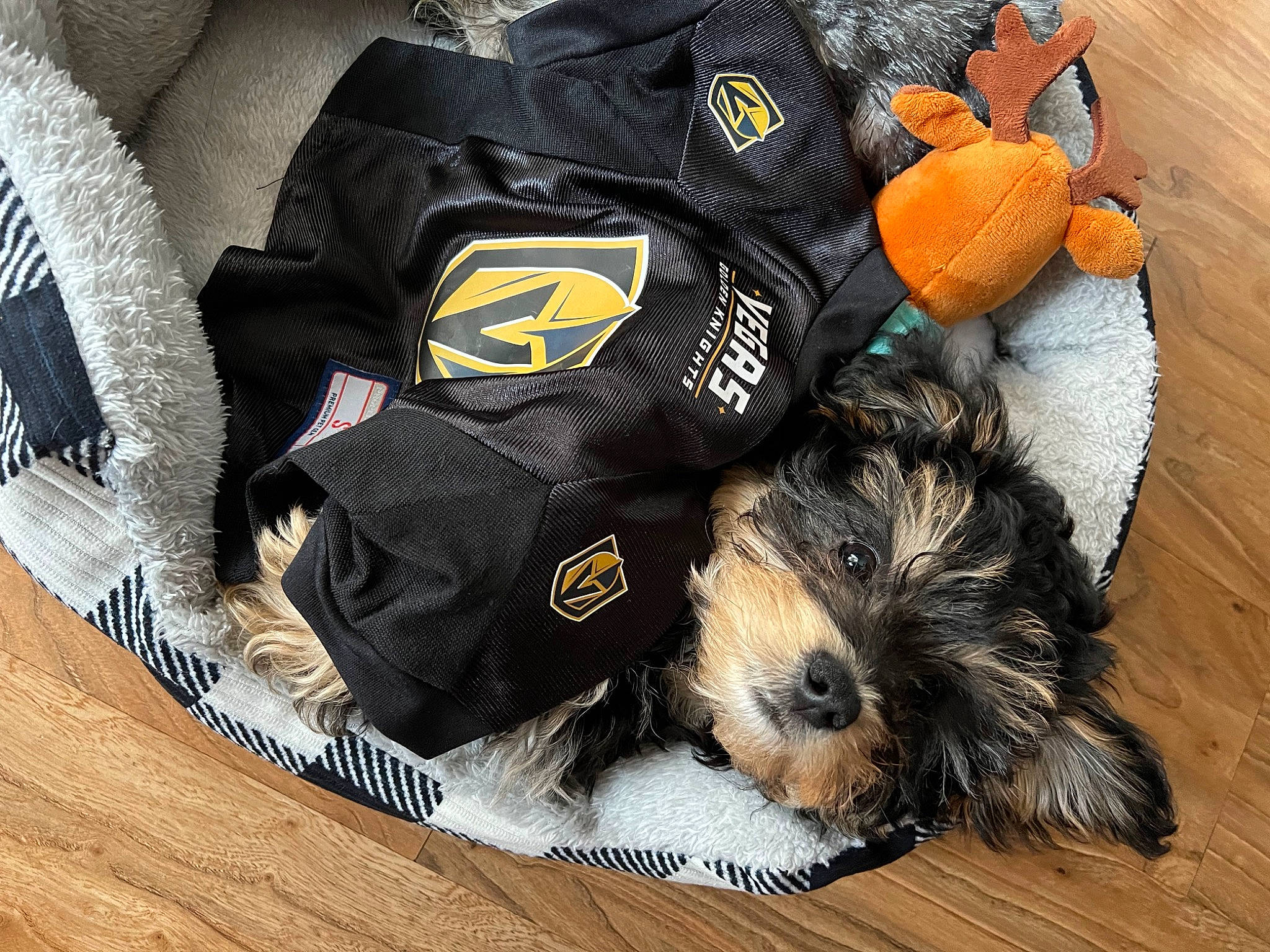 Kekoa is registered to the contest to win money with this photo: bag, baggage, canidae, carnivore, comfort, companion_dog, dog, dog_breed, dog_clothes, dog_supply, fashion_accessory, fur, luggage_and_bags, personal_protective_equipment, sleeve, small_terrier, sporting_group, terrier, toy_dog, working_animal